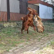 Jesinka sa zabáva