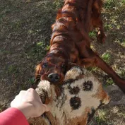 Jesinka sa zabáva
