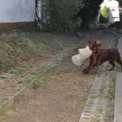 Jesinka sa zabáva