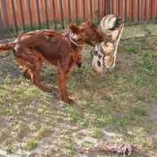 Jesinka sa zabáva