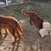Jesinka sa zabáva