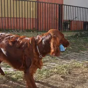 Jesinka sa zabáva