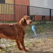 Jesinka sa zabáva