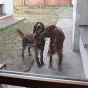 Jesinka sa zabáva
