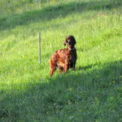 WDS
