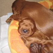 Šteniatka 2. týždeň