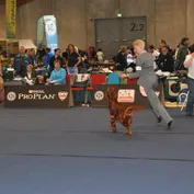 WDS