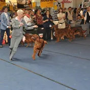 WDS