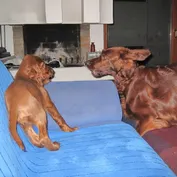 Jesinka s Nelinkou