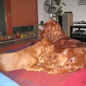 Jesinka s Nelinkou