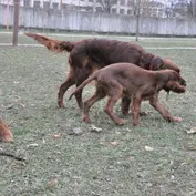 Jašenie