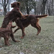 Jašenie