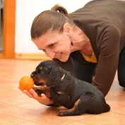 Šteniatka Gordon setrov