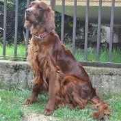 Jessy