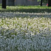Prechádzka medzi púpavami