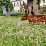 Prechádzka medzi púpavami