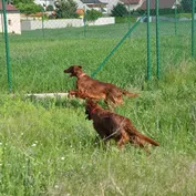 Na poli