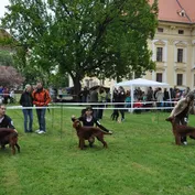Nelinkina prvá výstava