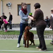 Nelinkina druhá výstava