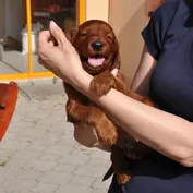 Arnieho šteniatka