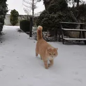Konko