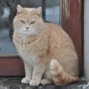 Konko