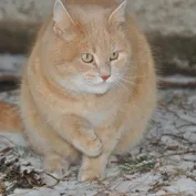 Konko