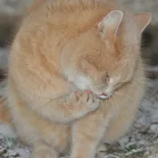 Konko