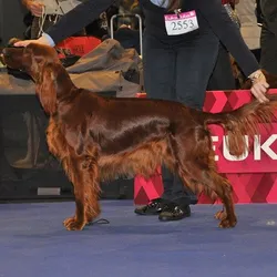 22.2.2014 Duo Cacib Brno