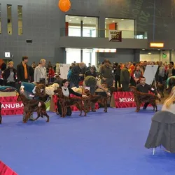 22.2.2014 Duo Cacib Brno