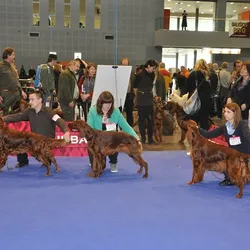 22.2.2014 Duo Cacib Brno