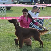 Výstavy