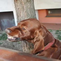 Smejko