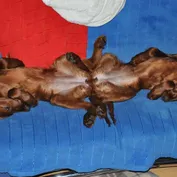Varujeme šteniatka