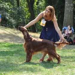 Špeciálna klubová výstava Trnava