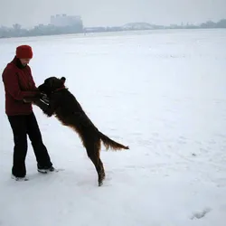 Zima