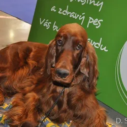Nelka na medzinárodnej výstave v Prahe