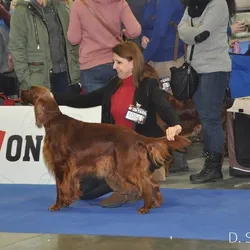 NVP Brno 2016