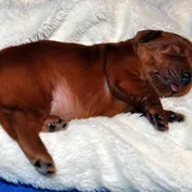 Šteniatka vrh C - 2.týždeň