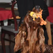Šteniatka vrh C - 4.týždeň