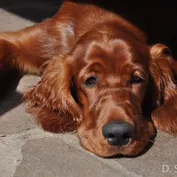 Doma