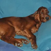 Doma