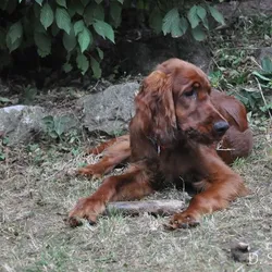 CASSIUS