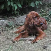 CASSIUS