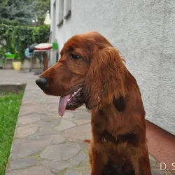 CASSIUS