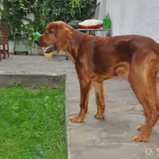 CASSIUS