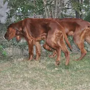 CASSIUS