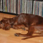 CASSIUS
