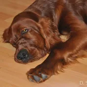 CASSIUS