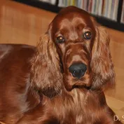 CASSIUS